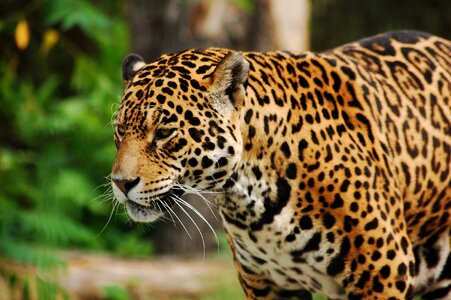 Panther big cat zoo photo