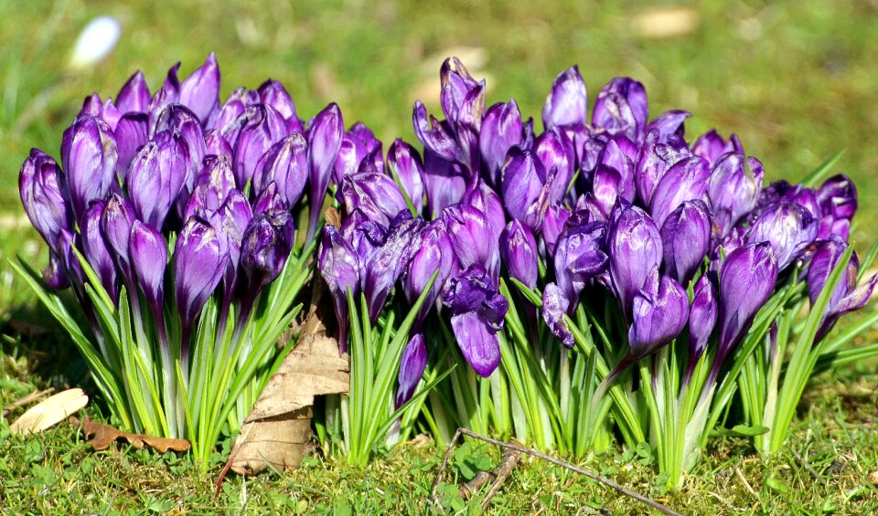 Early bloomer spring flower photo