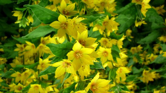 Flower garden yellow flowers groups forming
