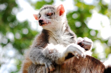 Clear zoological garden animal