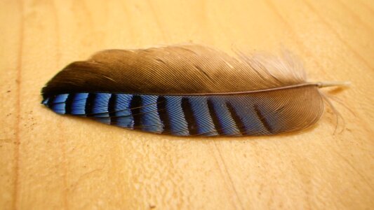 Garrulus glandarius blue-black bird feather