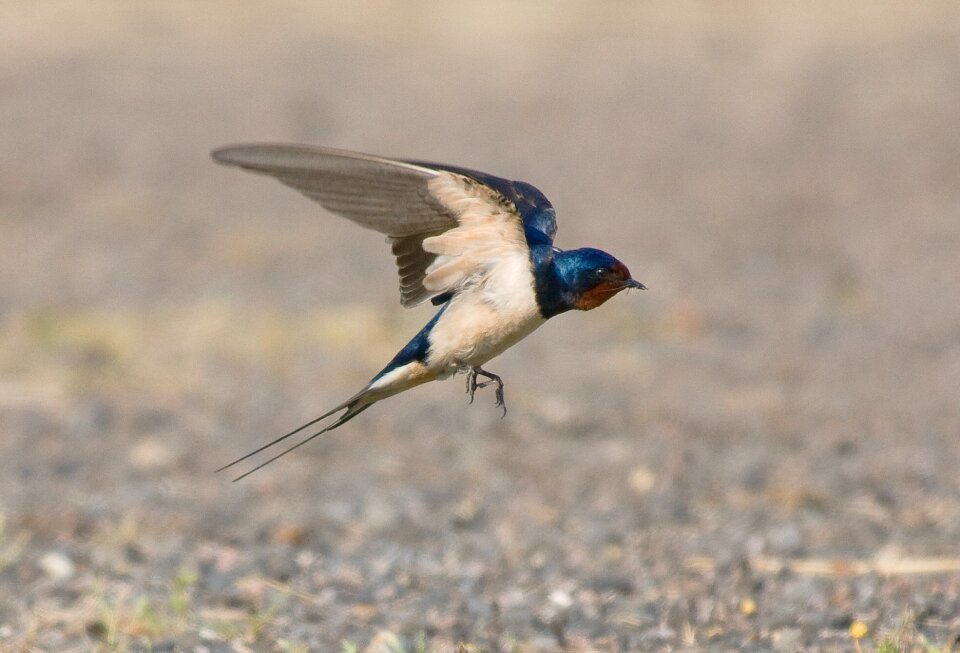Beauty bill bird