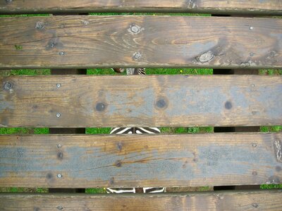 Stripe wildlife black-and-white
