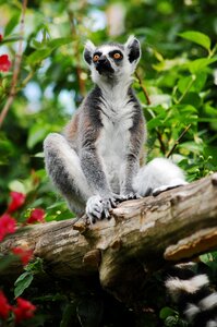 Clear zoological garden animal
