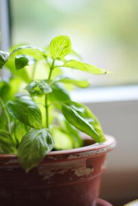 Plant kitchen green
