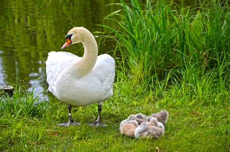 Swan family pond mother