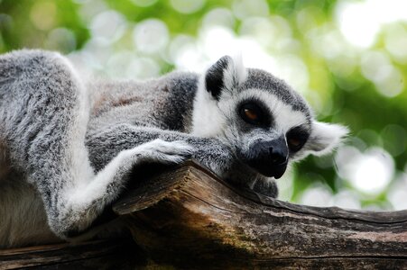 Clear zoological garden animal