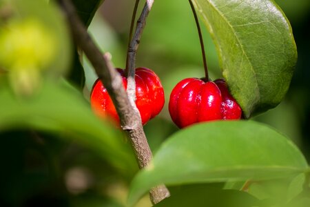 Fruit nature tree