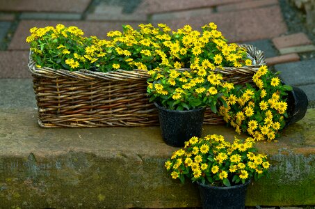 Sanvitalia procumbens floral garden photo