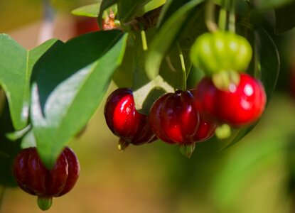 Fruit nature tree