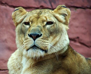 Lioness lion big cat