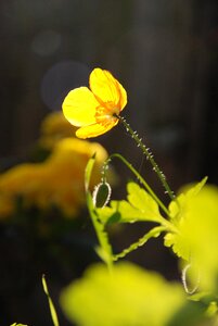 Green yellow sun