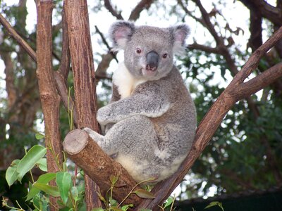 Koala australian wildlife marsupial photo