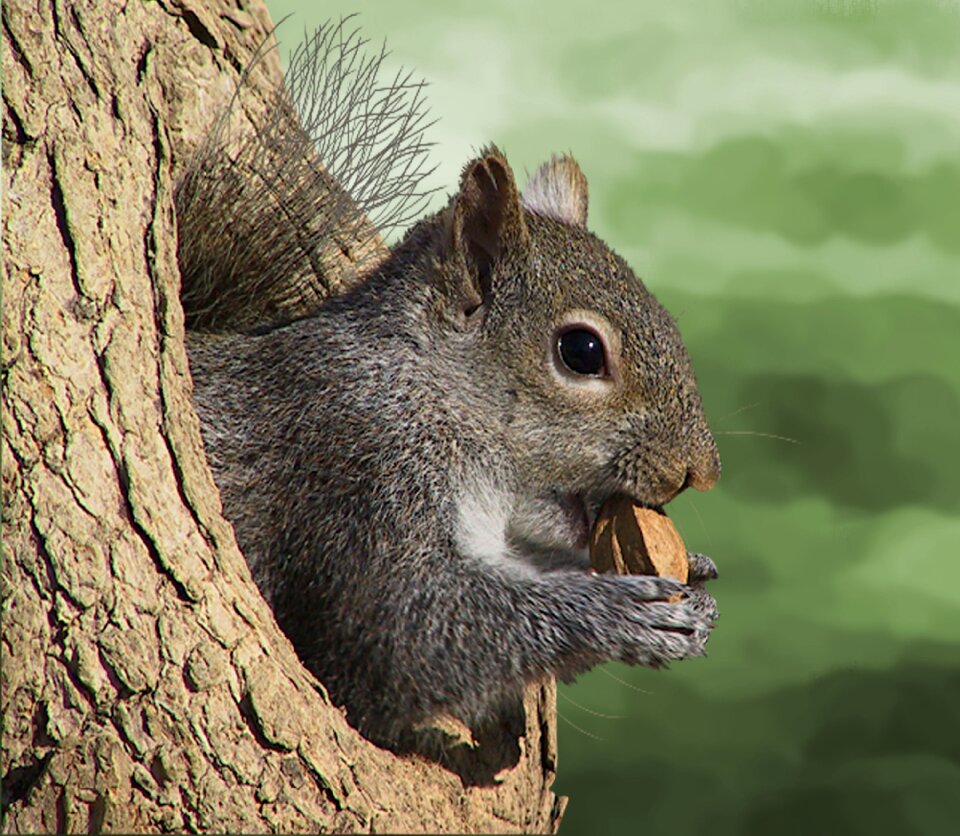 Rodent animal world log
