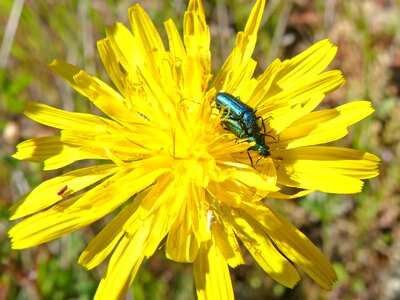 Insect breeding psilothrix viridicoerulea dandelion