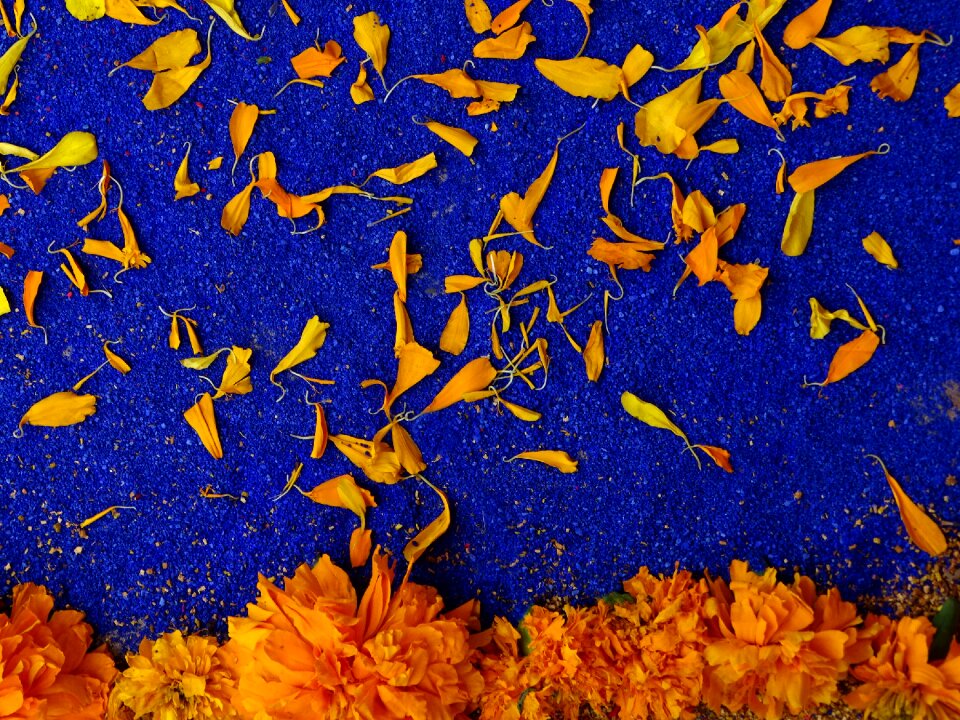 Orange popular festivals tradition