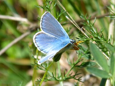 Blaveta of the farigola pseudophilotes panoptes libar