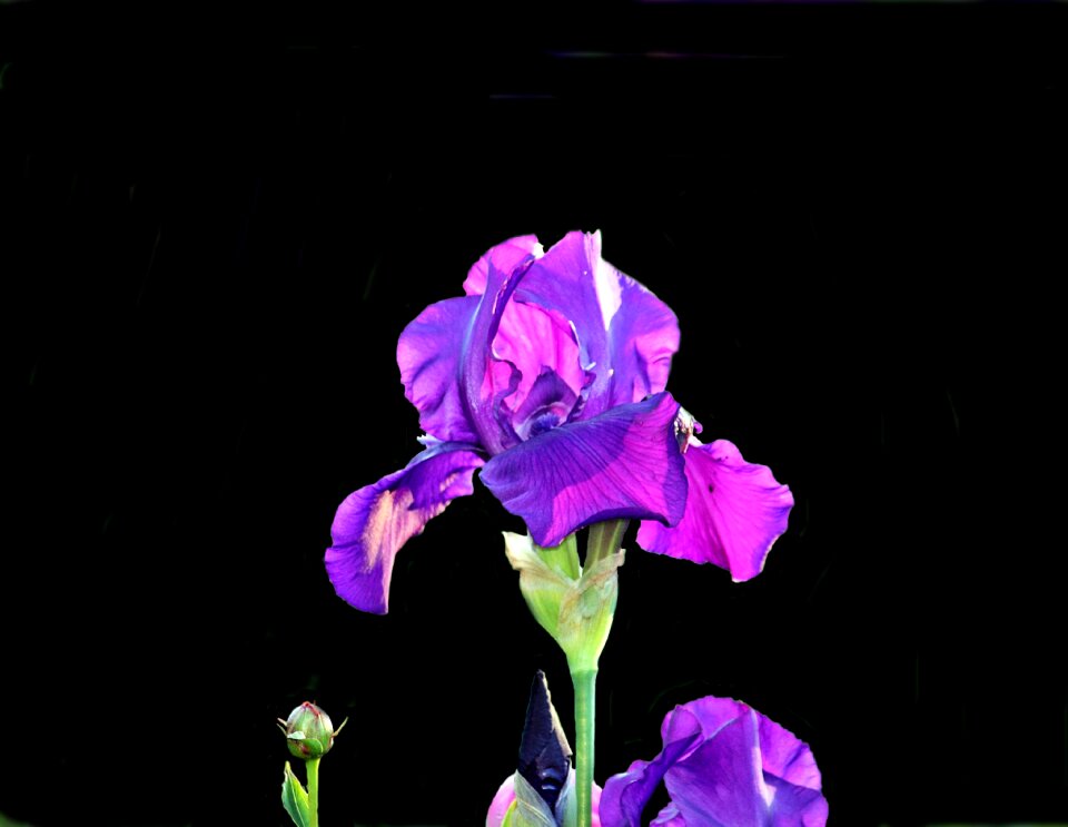 Black background closeup plant