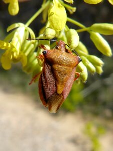 Dolycoris baccarum beetle detail