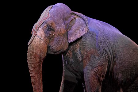 Elephant pachyderm circus