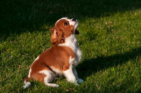 Dog puppy light
