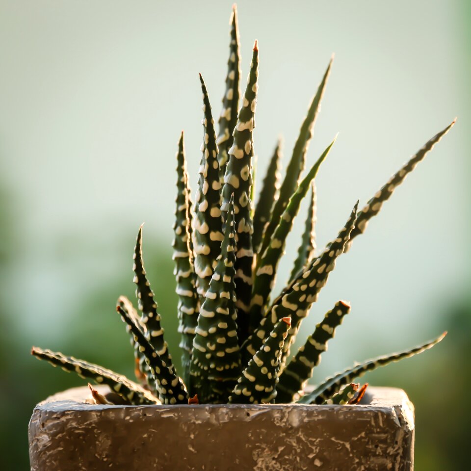 Cactus flora green