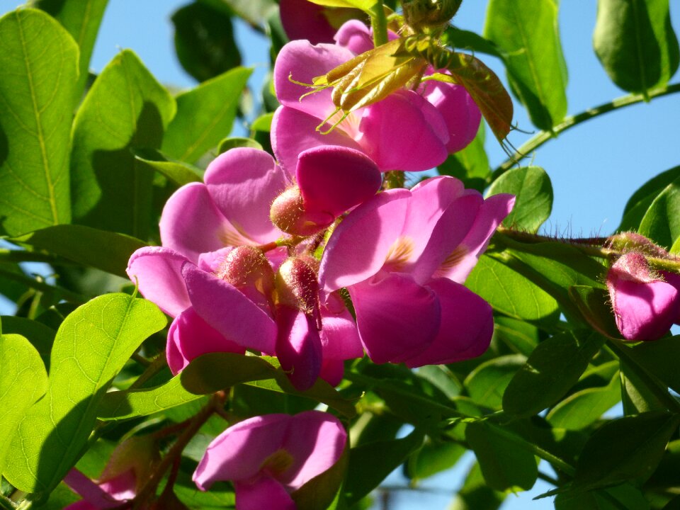 Tree a branch foliage