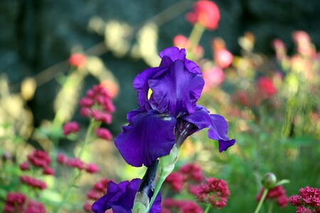 Plant flowers garden photo