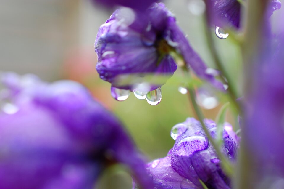 Bloom close up purple photo