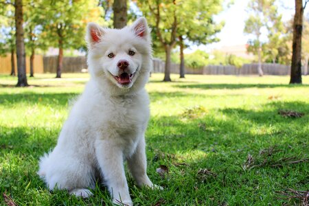 Cute puppy finnishlapphund