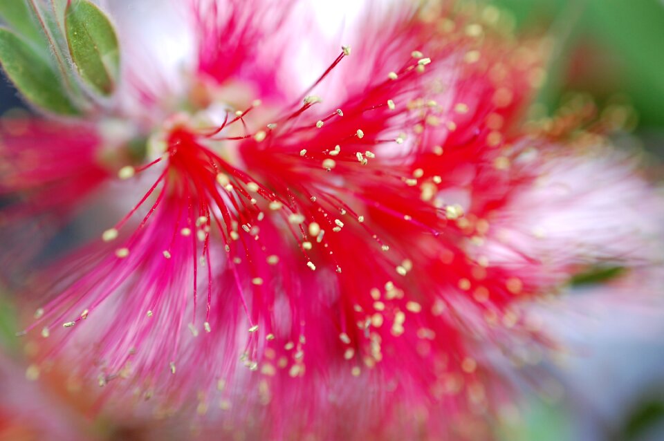 Bloom red red flower