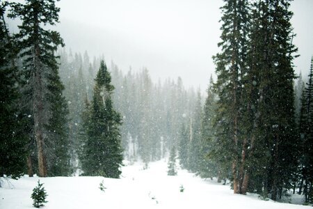 Evergreen winter cold photo