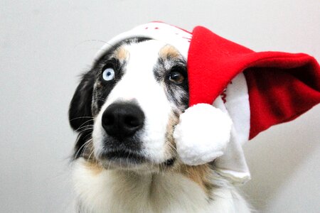 Christmasdog pet animal