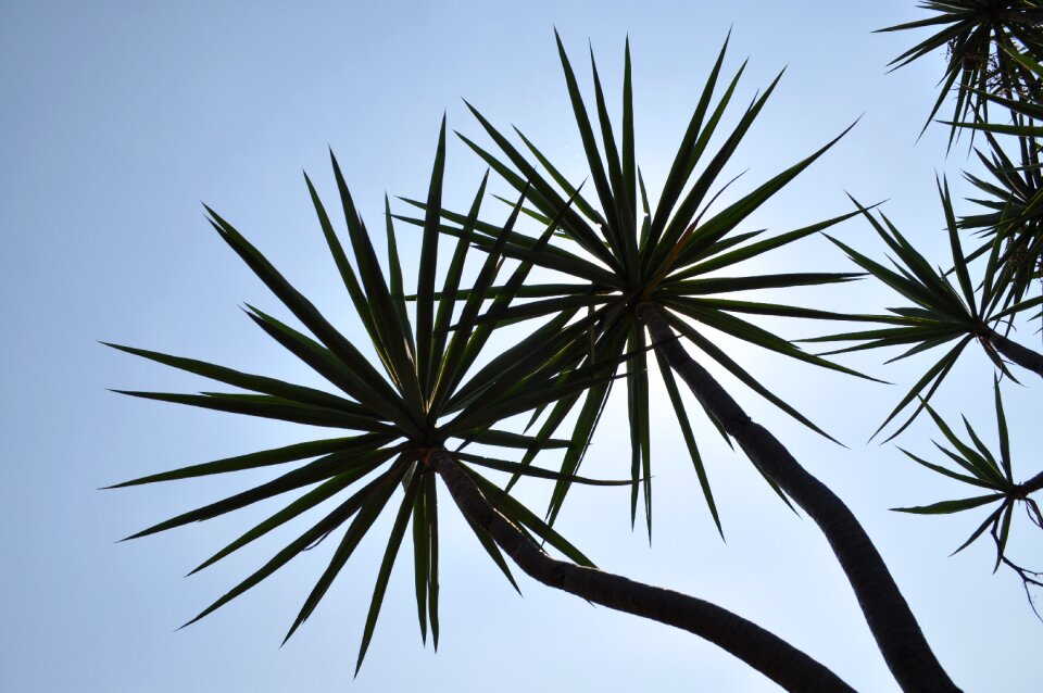 Palm fky look up