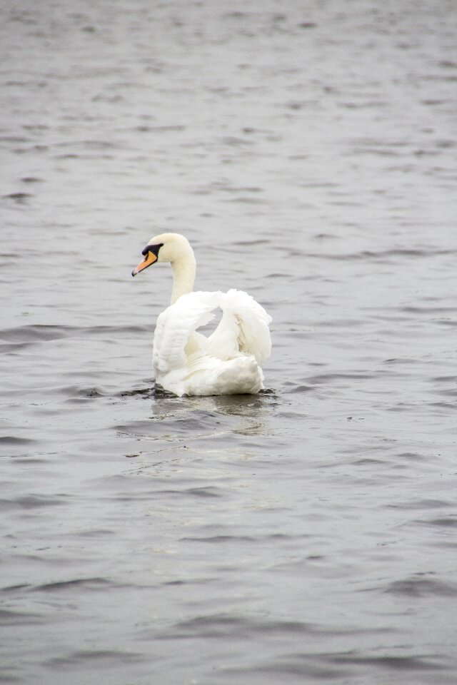 Bird water nature
