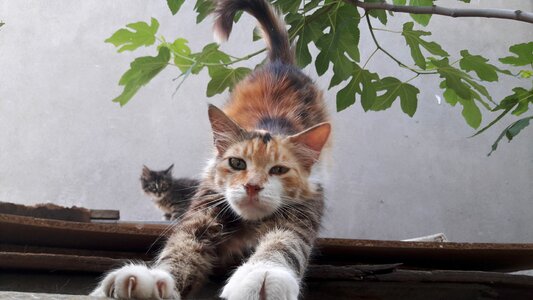 Cat the main cat paw