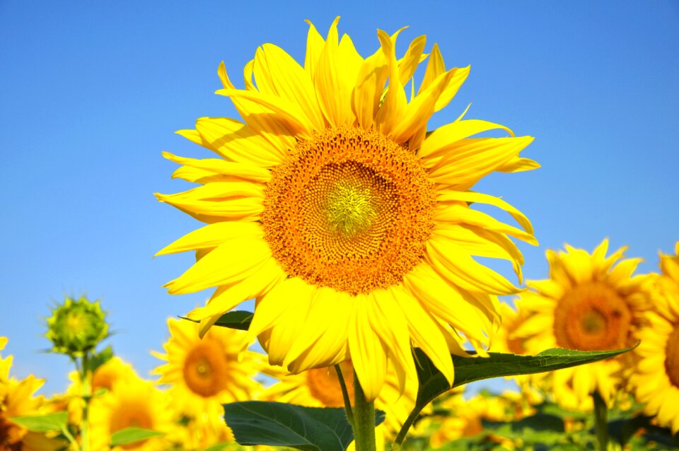 Yellow flower summer plants