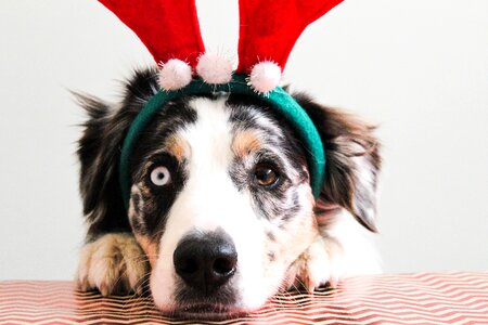 Christmasdog pet animal photo