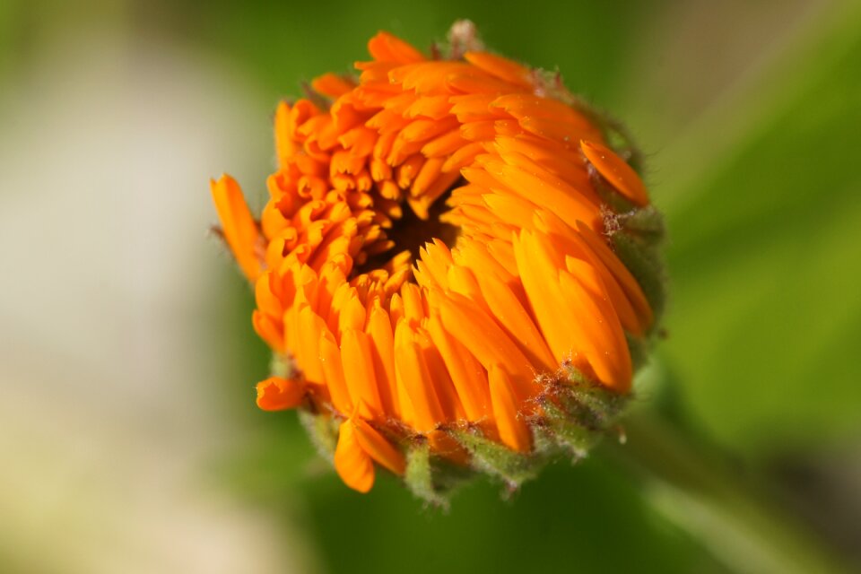 Bloom gardening calendula officinalis