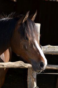 Horse head ears nostrils photo