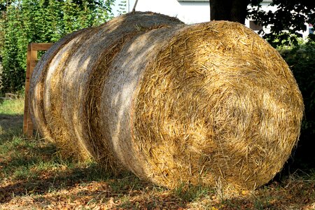 Agriculture straw bales golden