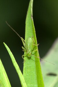 Close up macro green photo