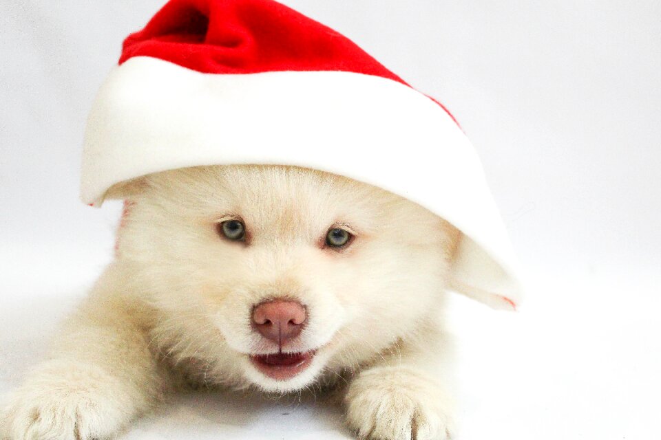 Christmasdog pet animal