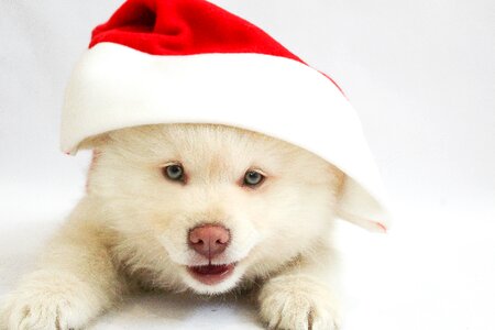 Christmasdog pet animal