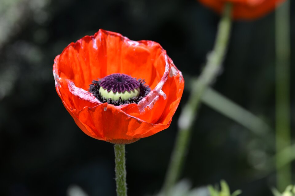 Flowers red poppy garden