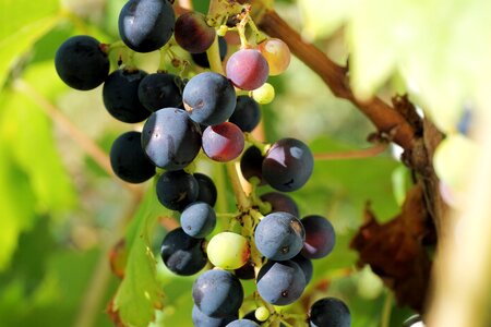 Fruit vine wine photo