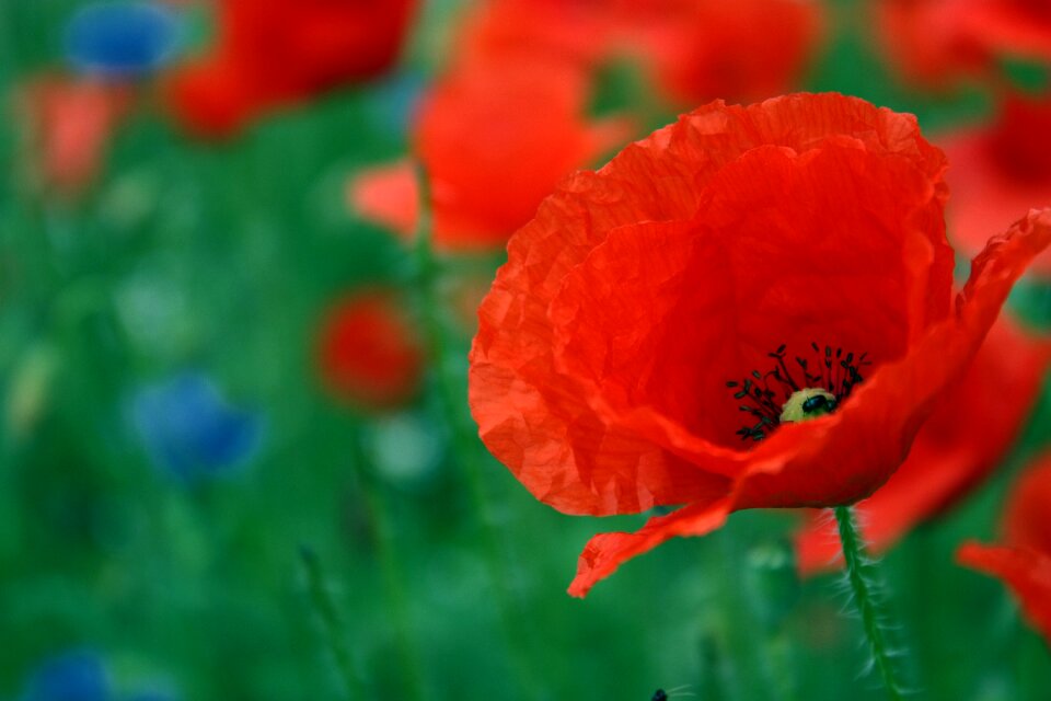 Summer color klatschmohn