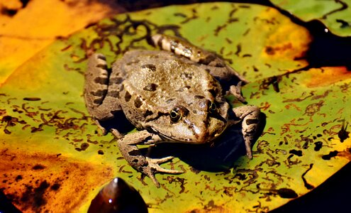 Water frog frog pond high photo