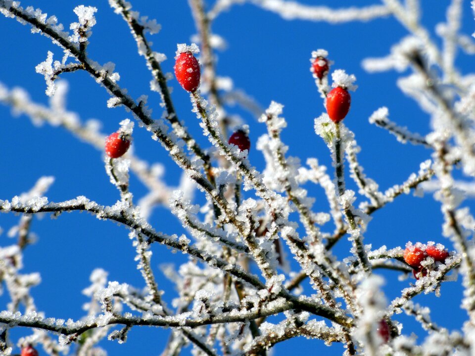 Nature winter foliage