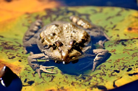 Water frog frog pond high photo